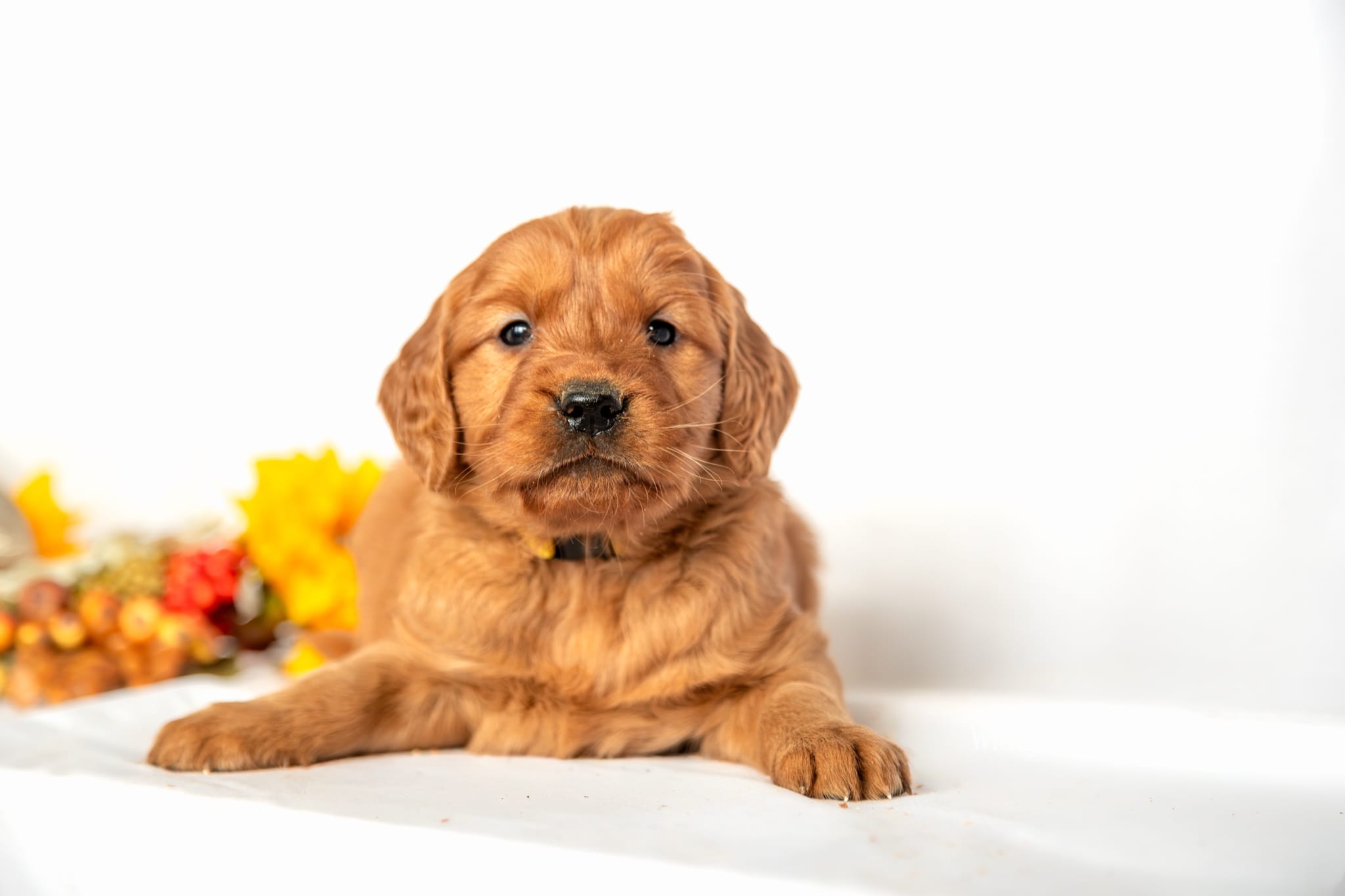 Cinderella, a red golden retriever puppy from Windy Knoll Goldens, lying down on a white blanket beside fall flowers