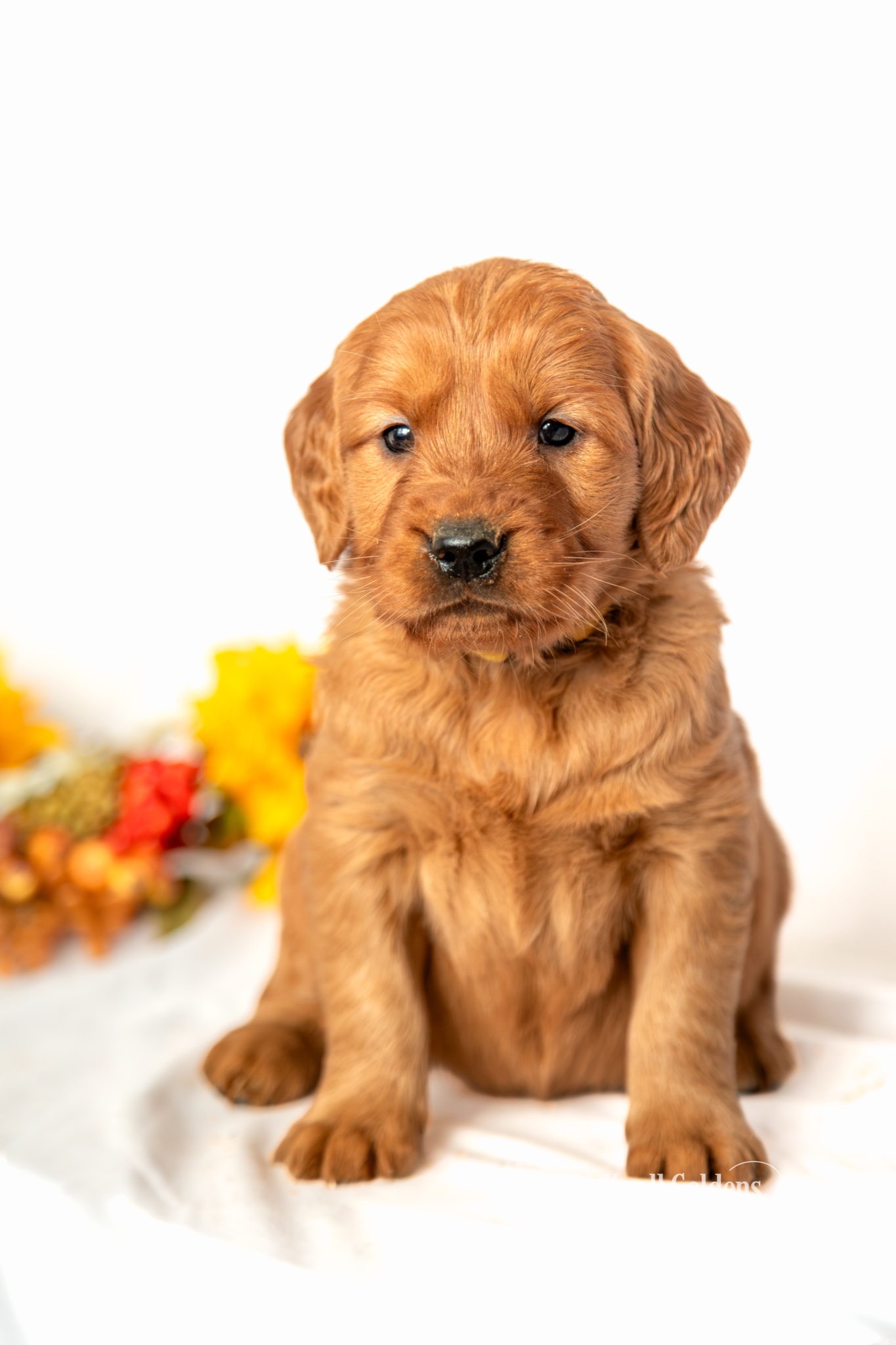 Cinderella, a red golden retriever puppy from Windy Knoll Goldens, sitting on a white blanket beside fall flowers