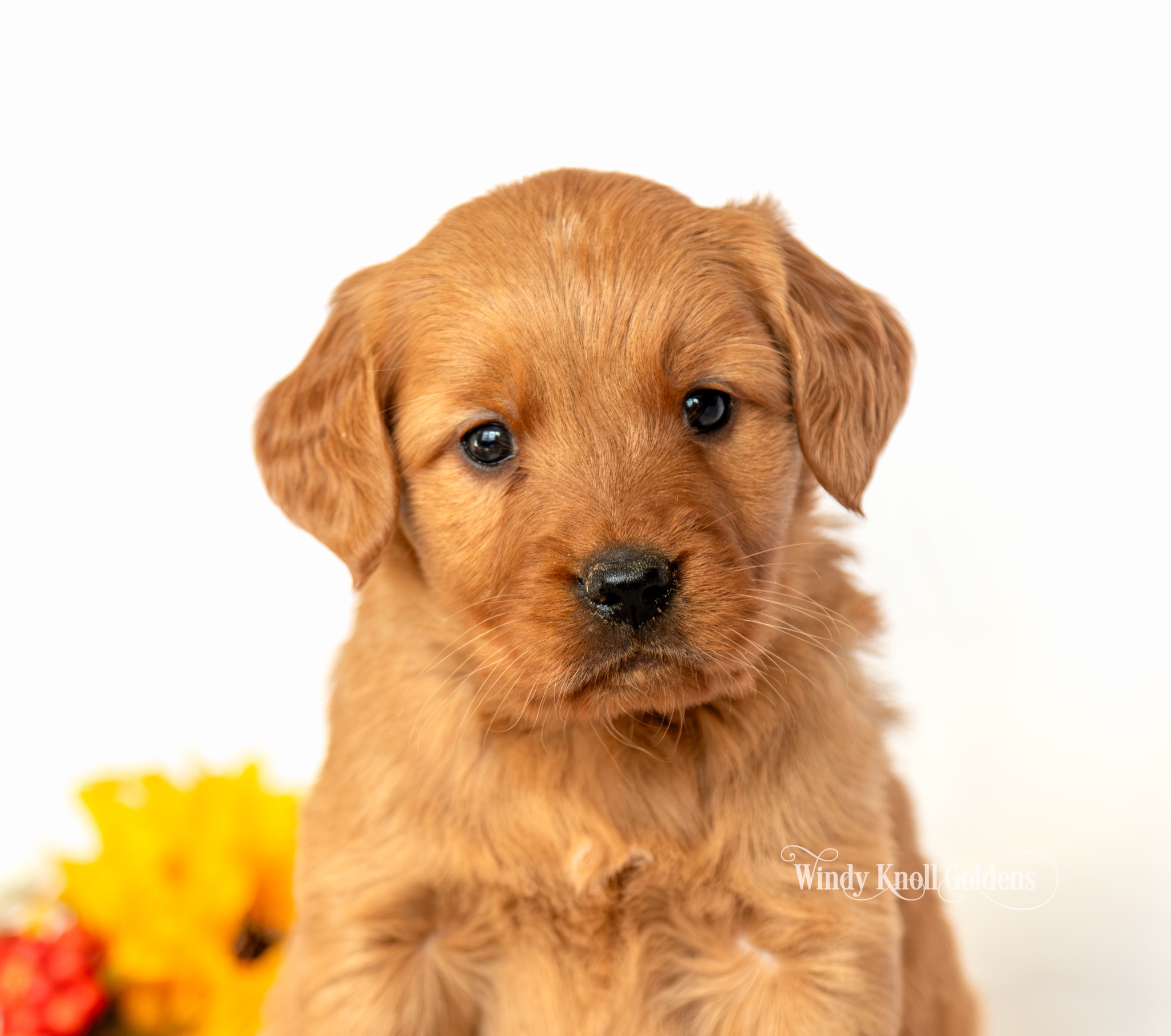 Dopey, a red golden retriever puppy from Windy Knoll Goldens, close up headshot with fall flowers
