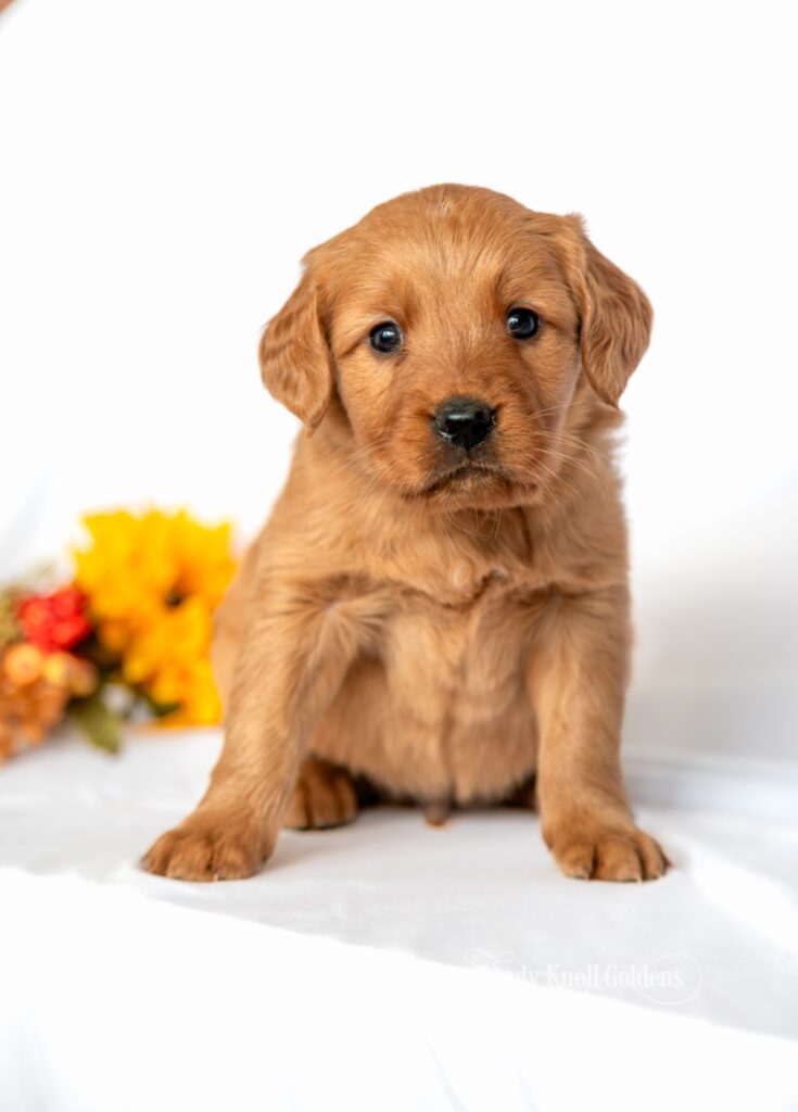 Dopey, a red golden retriever puppy from Windy Knoll Goldens, sitting on a white blanket beside fall flowers