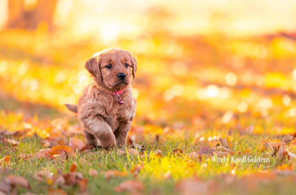 Faline, a golden retriever puppy in a pink collar, walks through fall leaves at Windy Knoll Goldens