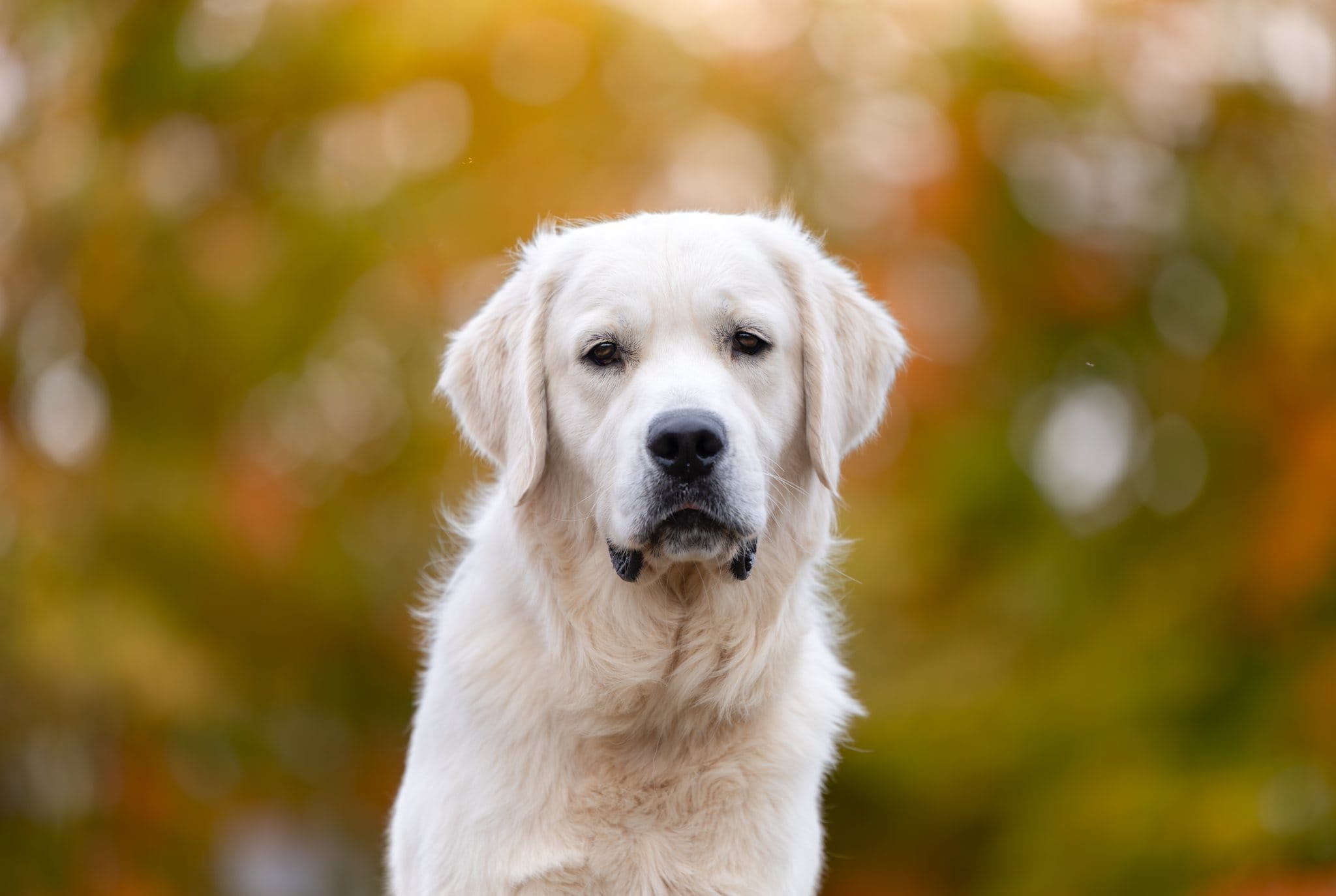 English Cream Golden Retriever