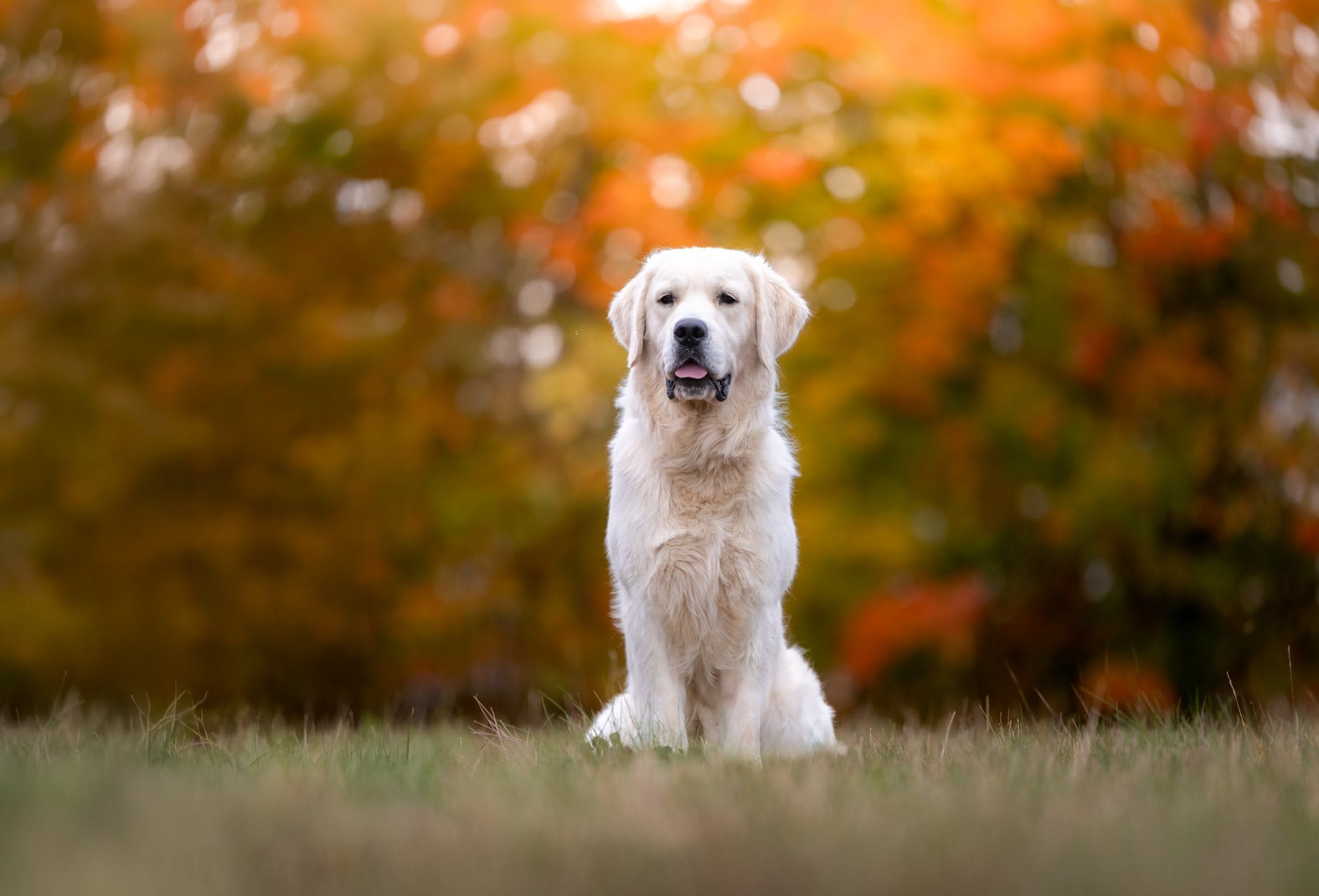 Freedom, an English Cream Golden Retriever, sitting in the grass in front of autumn trees in Maine.