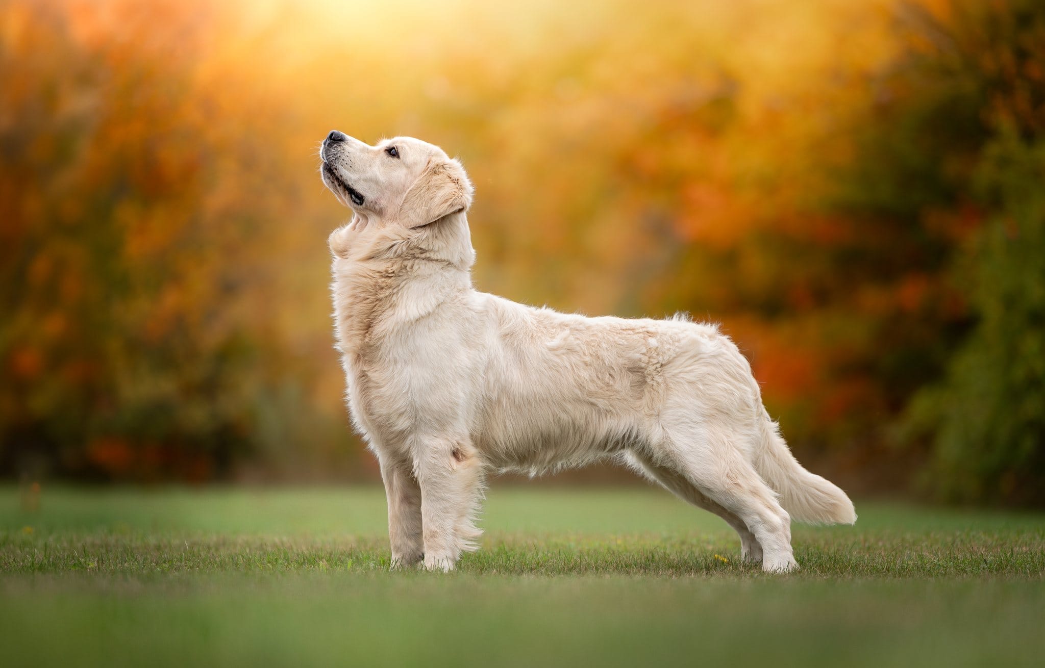 English Cream Golden Retriever