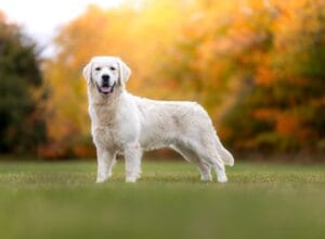 Freedom, an English Cream male at Windy Knoll Goldens and the sire of our blond golden retriever litter, standing in a field with orange fall foliage in Maine.