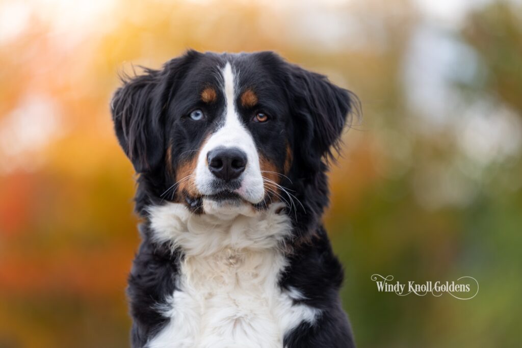 Maggie, the Bernese Mountain Dog mother of our upcoming golden mountain dog litter, with fall foliage behind her in Maine.