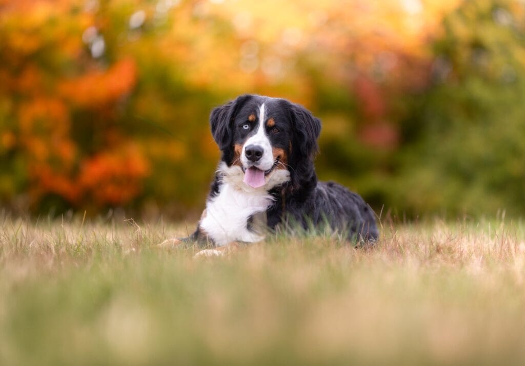 Maggie, our blue eyed Bernese Mountain Dog, lying in the grass with fall trees behind her in Maine.