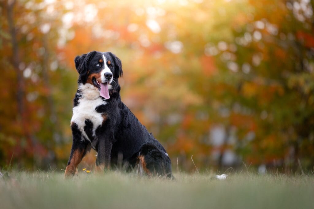 Maggie, the Bernese Mountain Dog at Windy Knoll Goldens, sitting in front of fall trees in Maine.