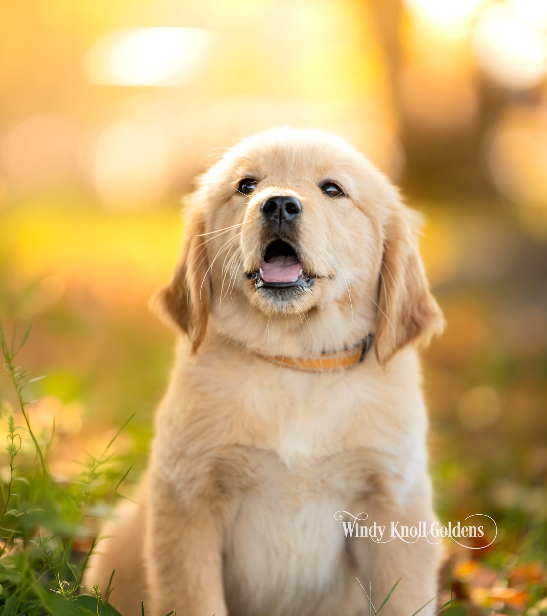 Poppy sitting in the golden evening light with her mouth open in a happy smile, wearing her orange collar.