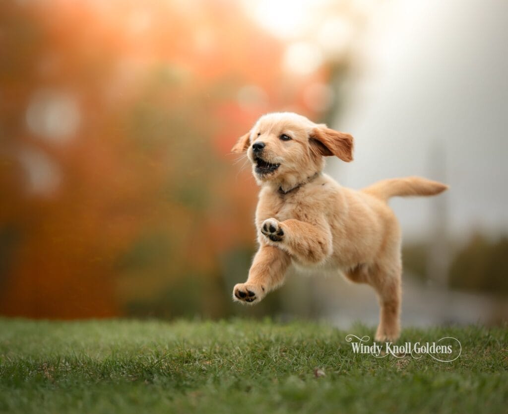 puppy training schedule