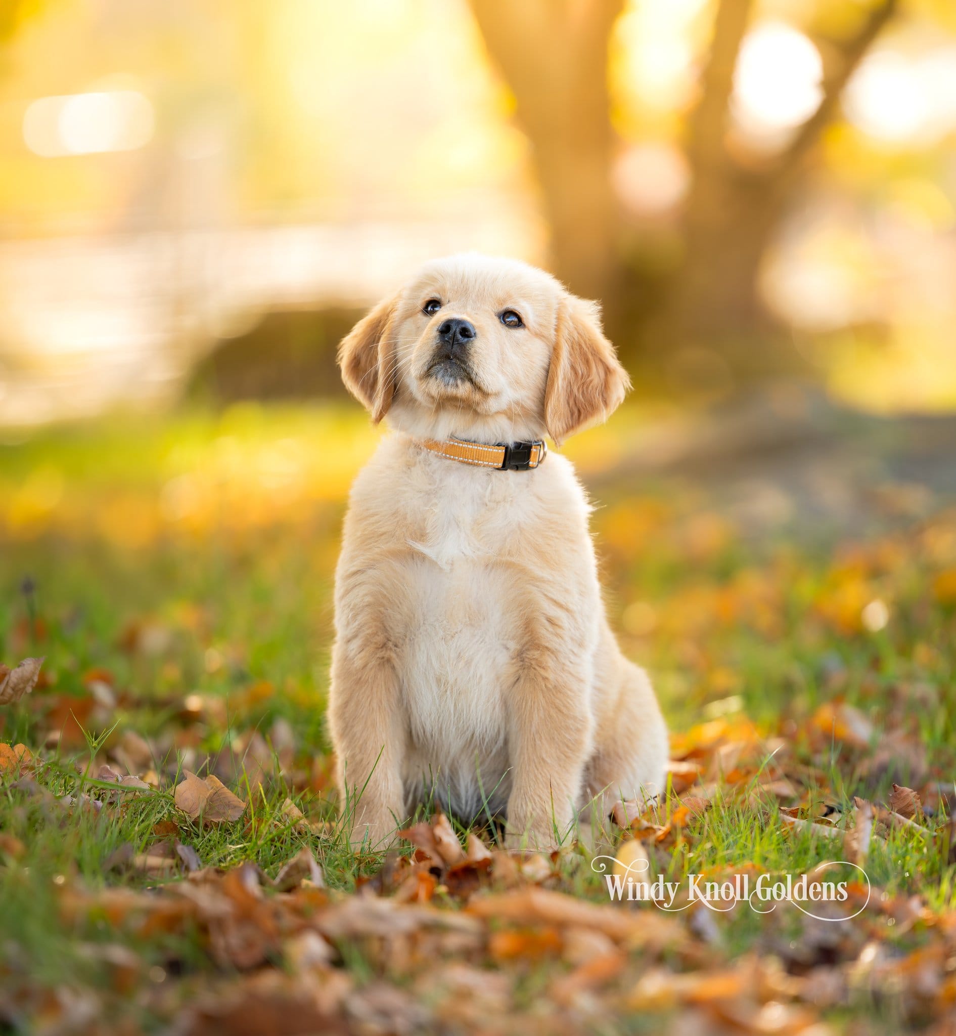 Poppy sitting in the fall leaves and looking up, with sunlit trees behind her.