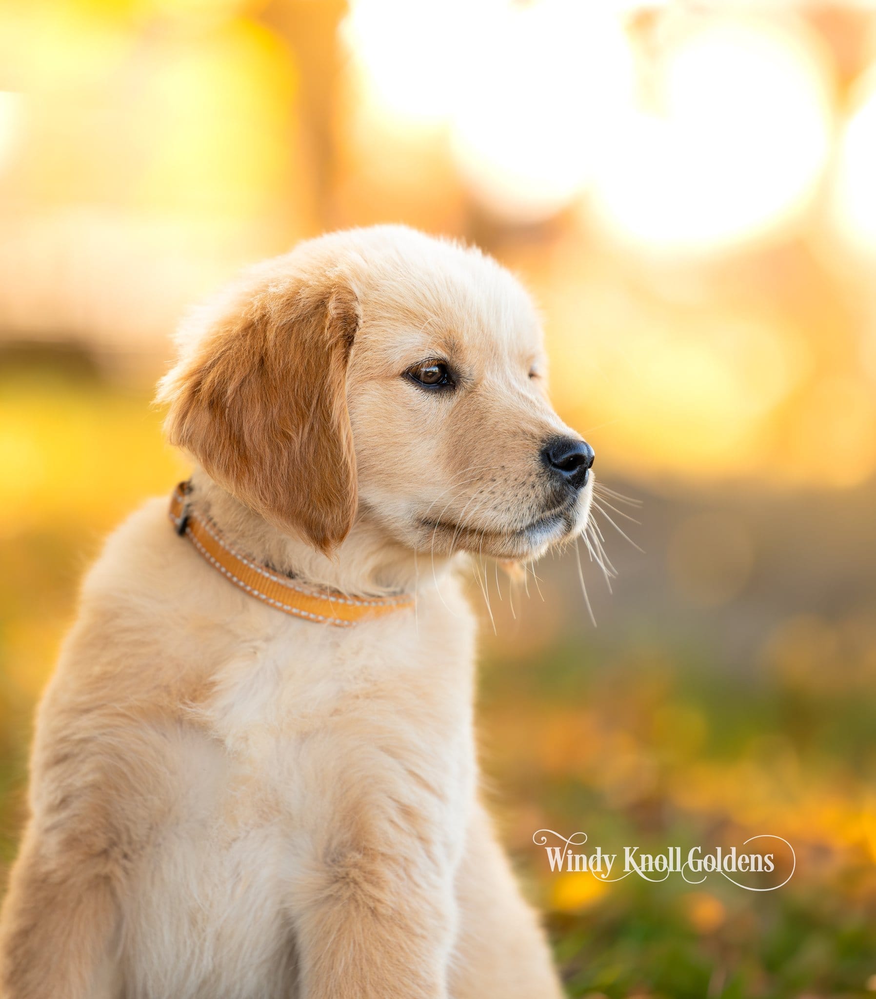 Profile portrait of Poppy in her orange collar, looking off to the side in the autumn light in Bradford, Maine.