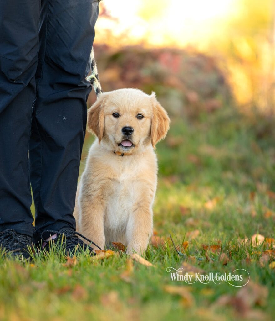 Poppy sitting calmly right beside her handler's feet on the grass during her last week of training at Windy Knoll Goldens.