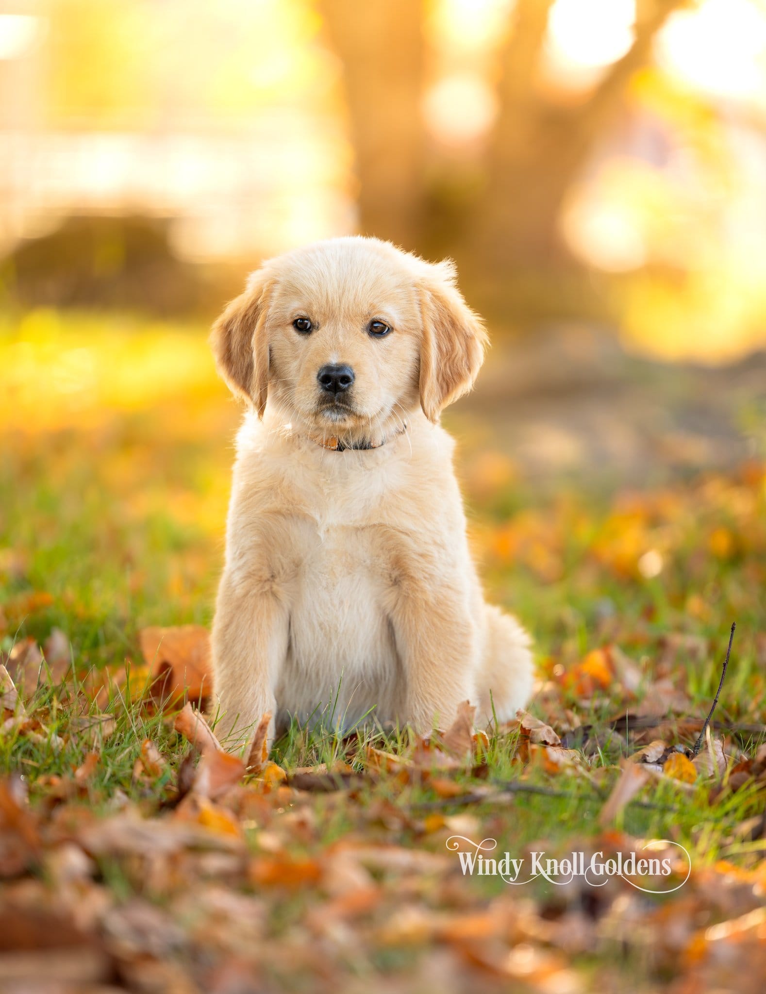 Poppy, a golden retriever puppy, sitting straight and still in the fall leaves at Windy Knoll Goldens in Bradford, Maine.