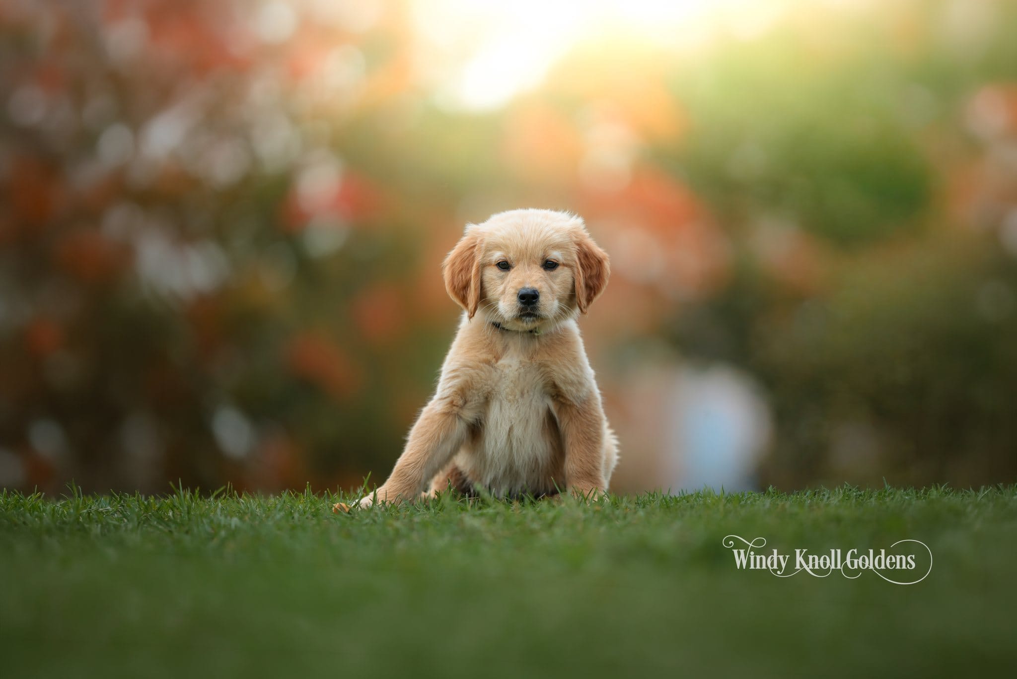 Poppy, a Golden Retriever puppy at Windy Knoll Goldens, sitting in the grass with fall trees behind her.