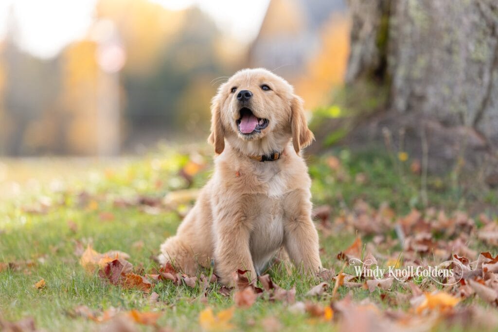 Poppy the golden retriever puppy sitting happily in the grass and fall leaves at Windy Knoll Goldens