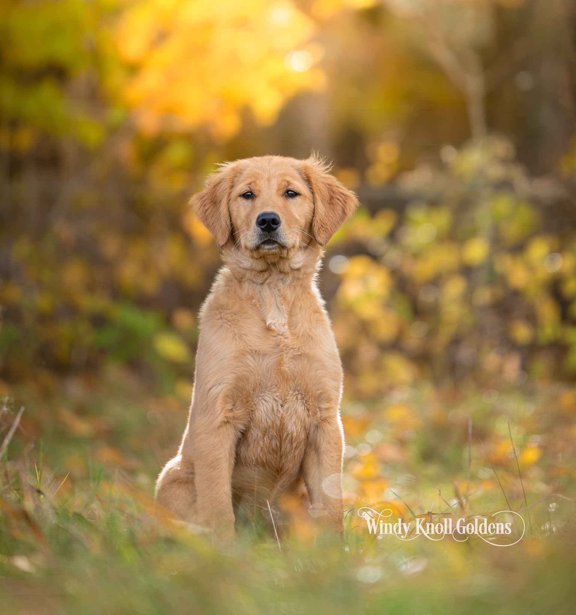 Scarlett the golden retriever puppy sitting in the grass in front of golden fall leaves at Windy Knoll Goldens