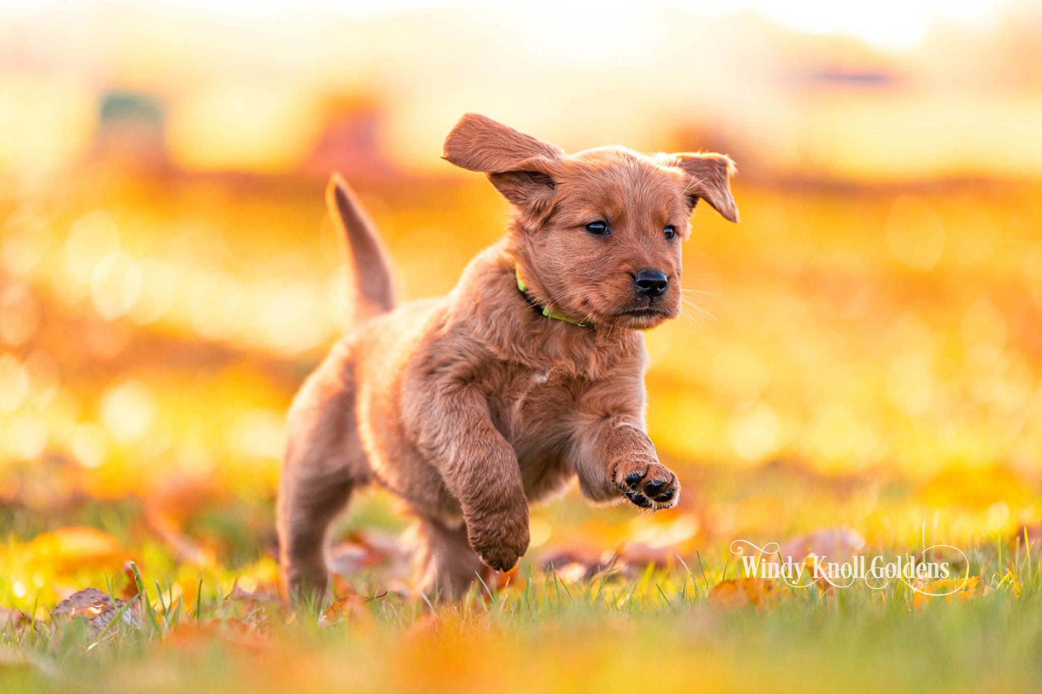 Snow White, a golden retriever puppy, leaps through fall leaves with her ears flying at Windy Knoll Goldens