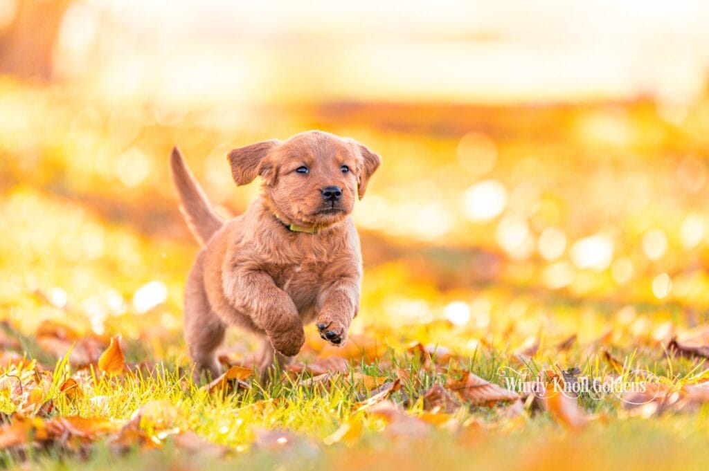 Snow White, a golden retriever puppy, runs through fall leaves toward the camera at Windy Knoll Goldens