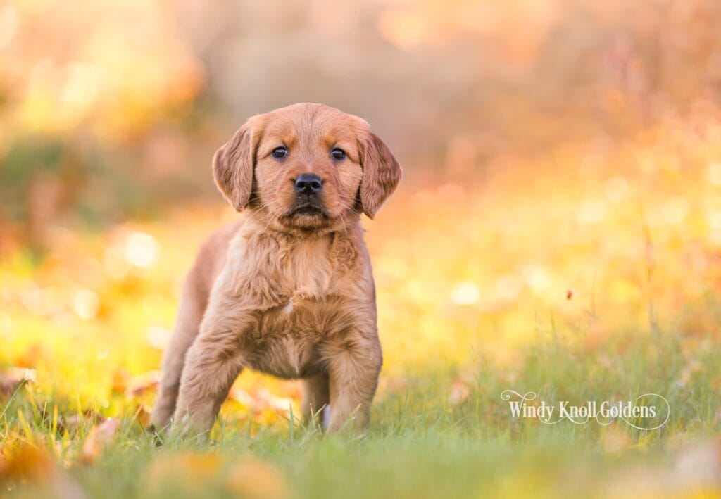 Snow White, a 7 week old golden retriever puppy, stands in the grass facing the camera at Windy Knoll Goldens