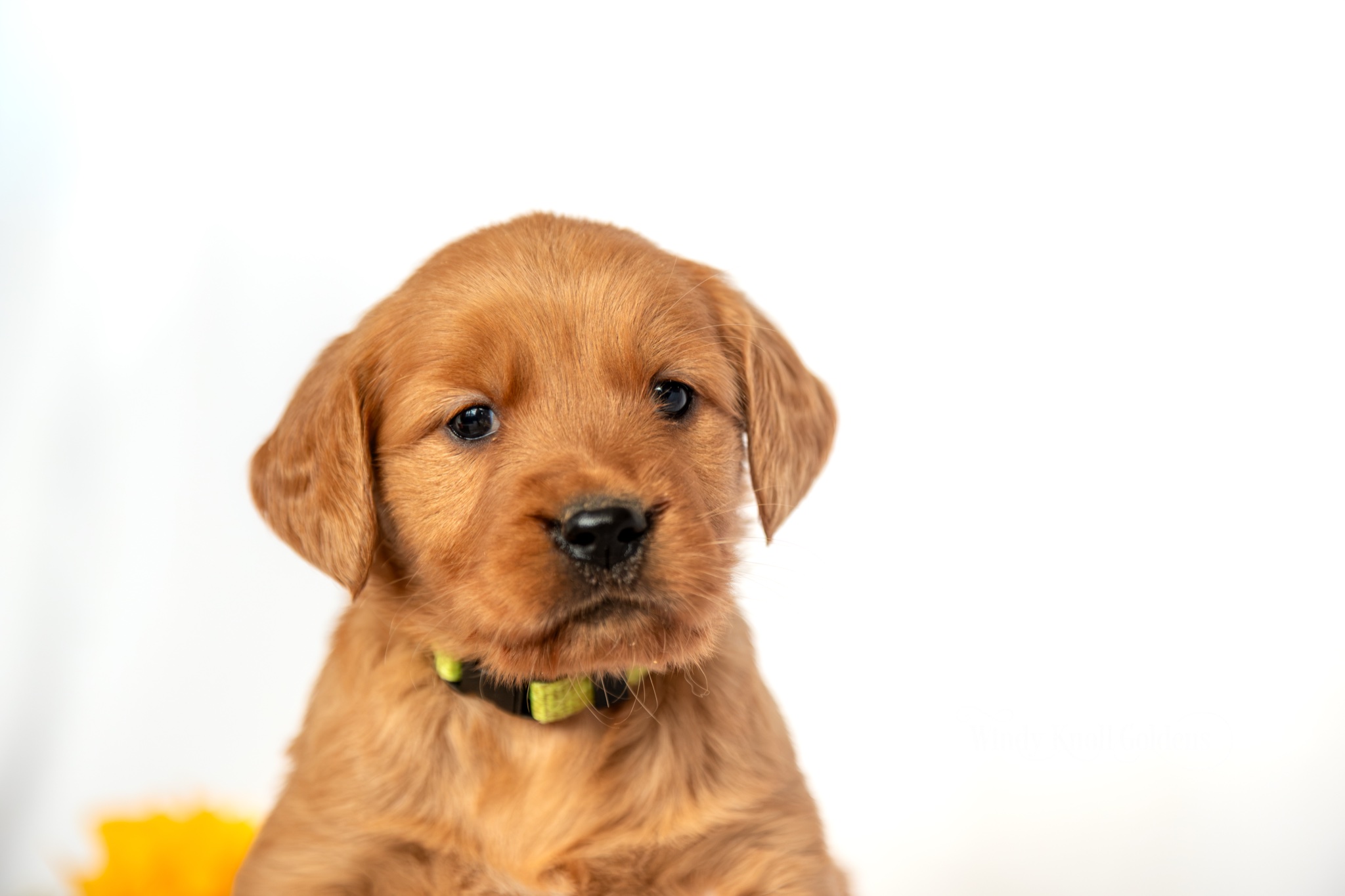 Snow White, a red golden retriever puppy from Windy Knoll Goldens, close up headshot with fall flowers