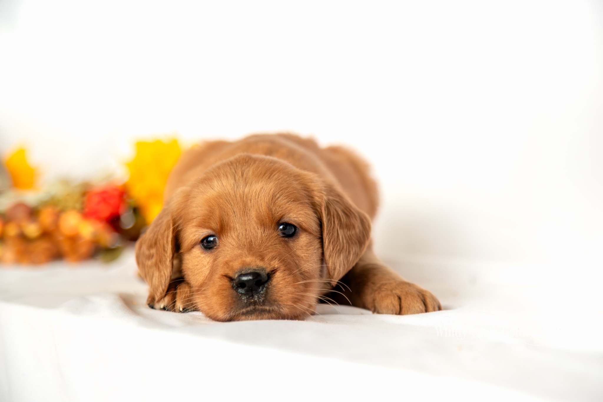 Snow White, a red golden retriever puppy from Windy Knoll Goldens, resting with her chin down on a white blanket beside fall flowers