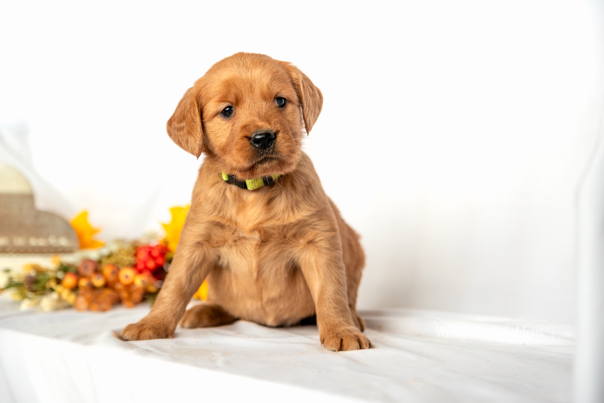 Snow White, a red golden retriever puppy from Windy Knoll Goldens, sitting on a white blanket beside fall flowers
