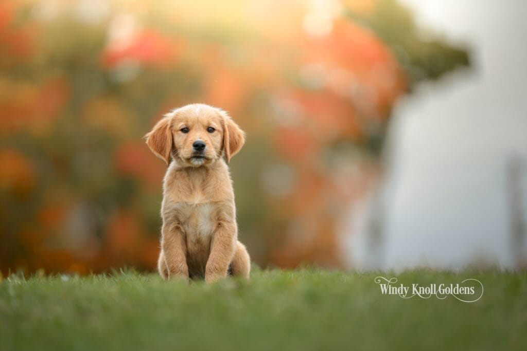 Titus, a golden retriever puppy, sitting in the grass with the autumn foliage blurred behind him at Windy Knoll Goldens in Bradford, Maine.
