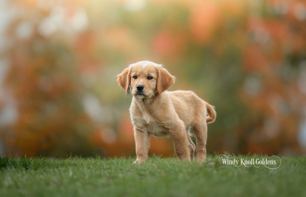 potty training schedule