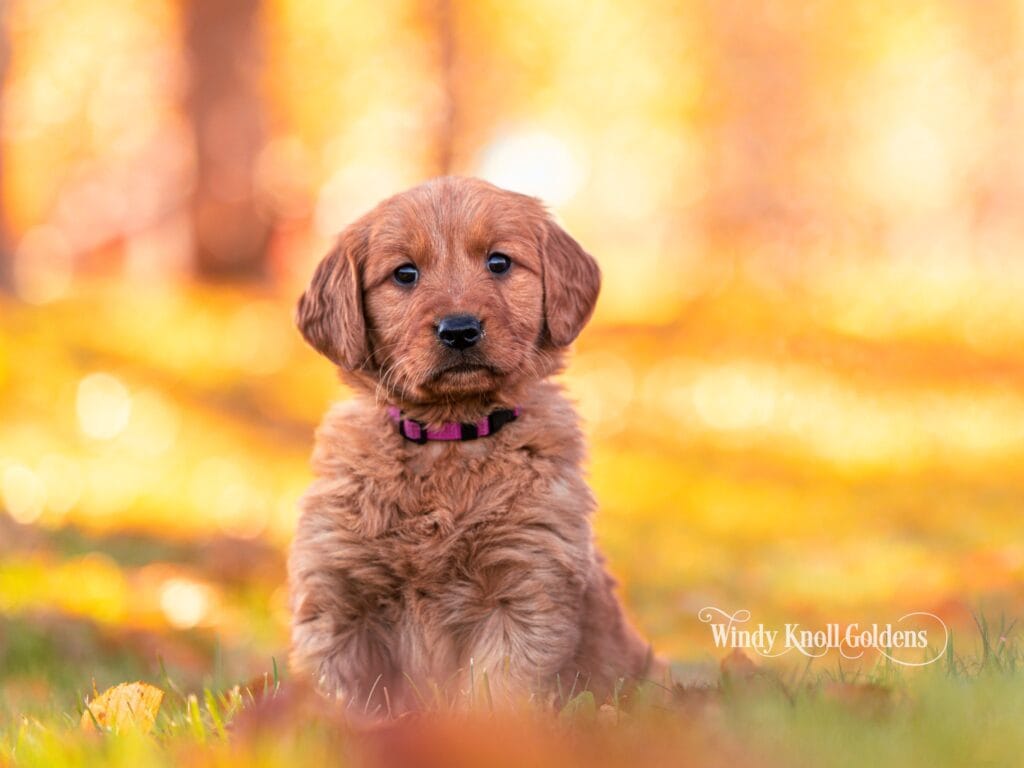 Wendy, a 7 week old golden retriever puppy in a purple collar, sitting in the grass among the fall leaves at Windy Knoll Goldens
