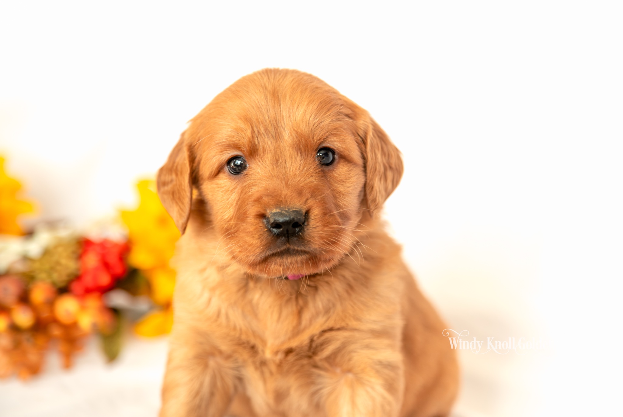 Wendy, a red golden retriever puppy from Windy Knoll Goldens, close up headshot with fall flowers