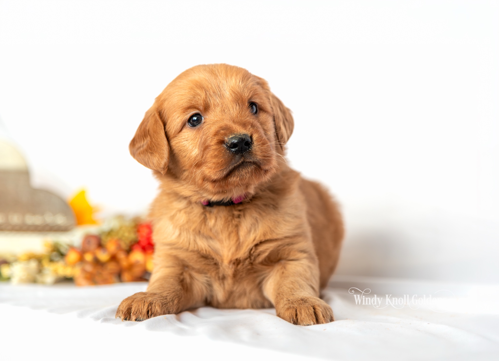 Wendy, a red golden retriever puppy from Windy Knoll Goldens, lying down on a white blanket beside fall flowers