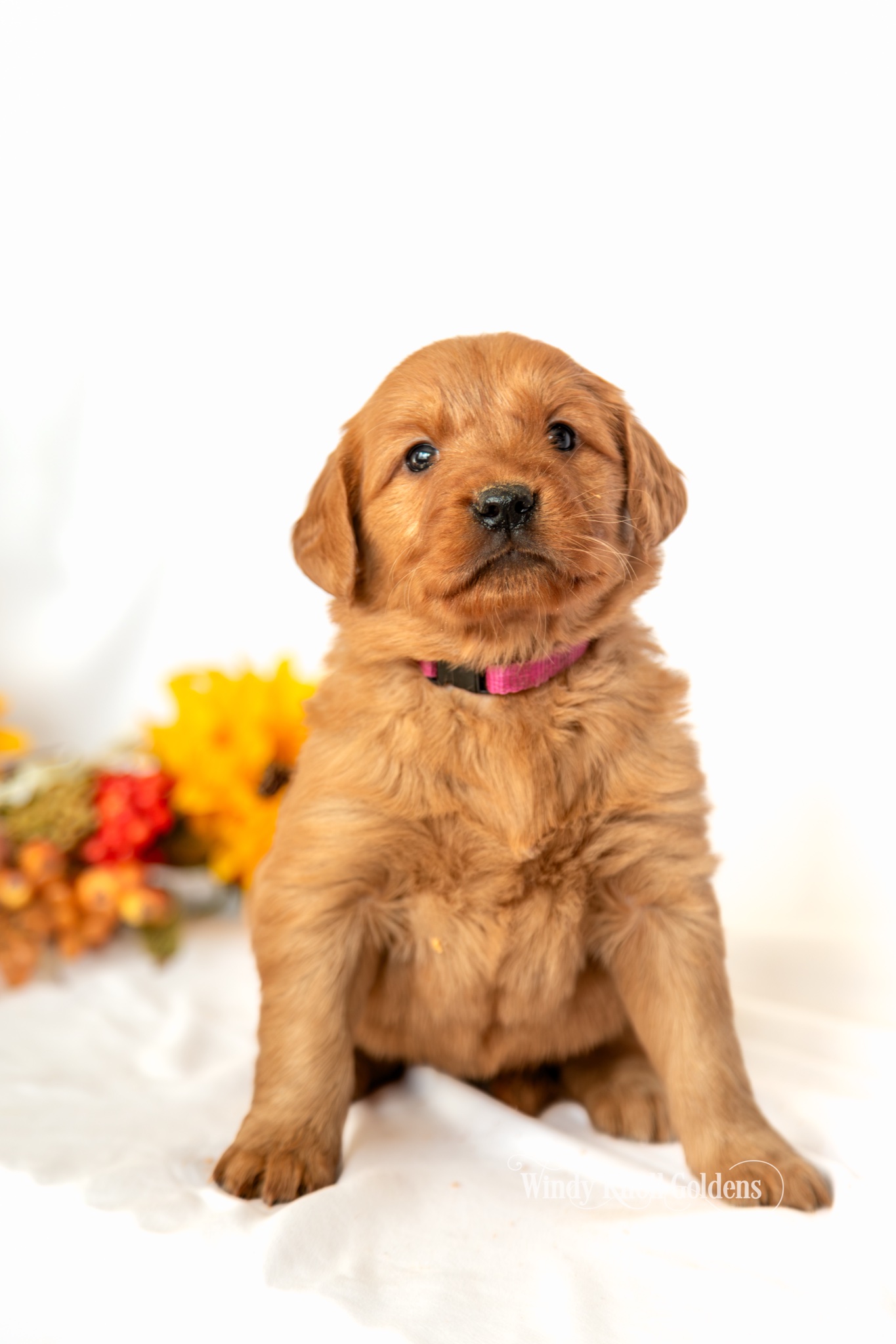 Wendy, a red golden retriever puppy from Windy Knoll Goldens, sitting on a white blanket beside fall flowers
