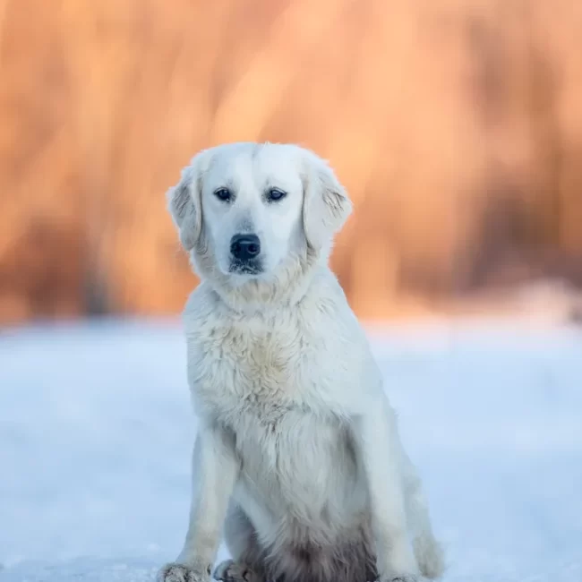 Jewel Of The North III Windy Knoll Goldens