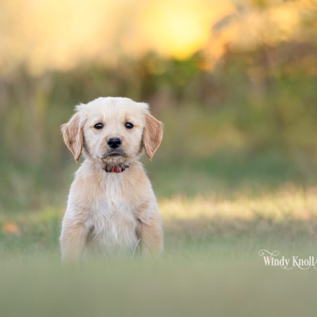 akc golden retriever puppies in maine