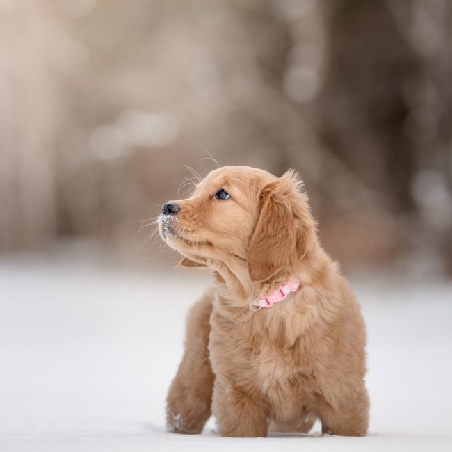 AKC Golden Retriever Breeders In New England