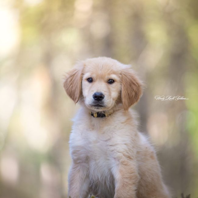 Going for a walk with Sadie