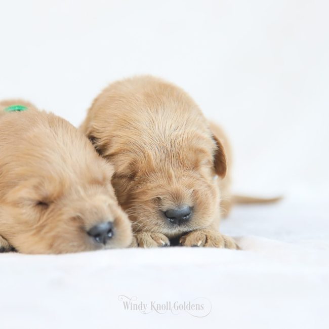 AKC Golden Retriever Puppies for Sale in NH Windy Knoll Goldens