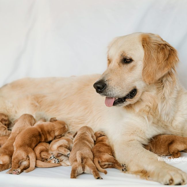 new born golden retiriever puppies