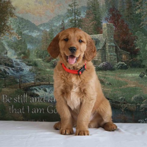 AKC-Handsom-Bradford-Dark-Red-Golden-Retriever-stud-in-Maine-Windy-Knoll-Goldens-1