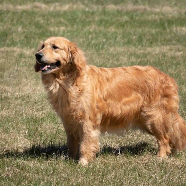 AKC-Windy-Knoll-Goldens-copy AKC-Windy-Knoll-Goldens-copy