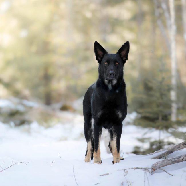 AKC-Working-Line-German-Shepherd-scaled