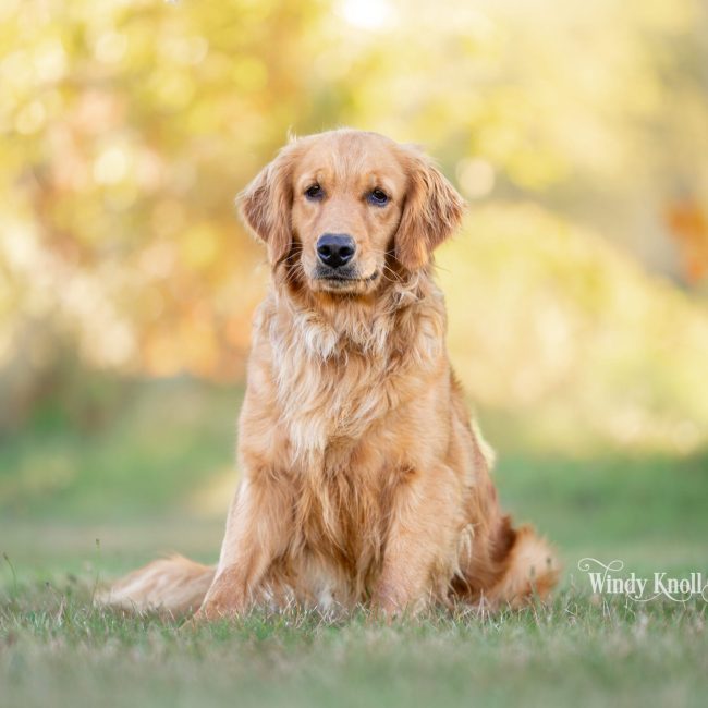 Amber, a honey golden retriever, sitting in the grass with her body turned slightly toward the camera and the low autumn light on her coat at Windy Knoll Goldens in Bradford, Maine.