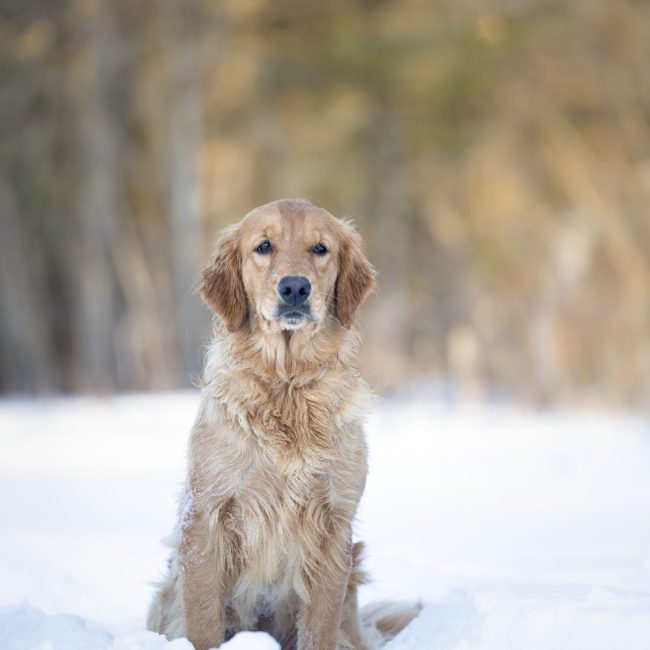 Amber Windy Knoll Goldens AKC Dark Red Golden Retriever