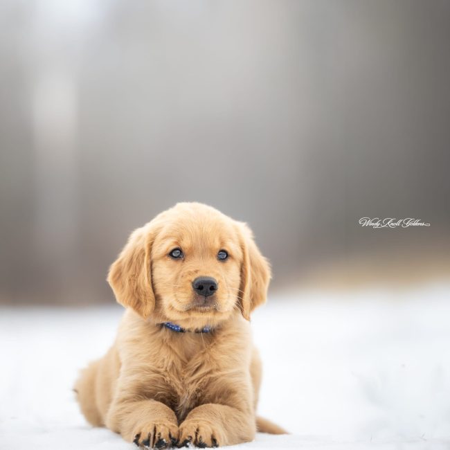 Golden Retriever Puppies