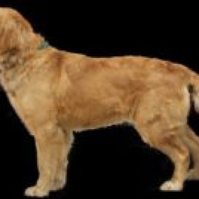 April Golden Retriever