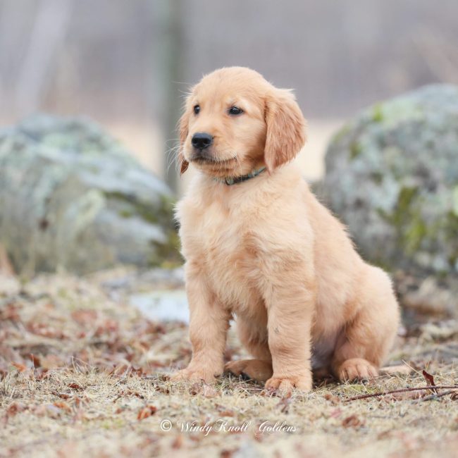 Bear Windy Knoll Goldens American Golden Retriever Puppies for Sale in New England