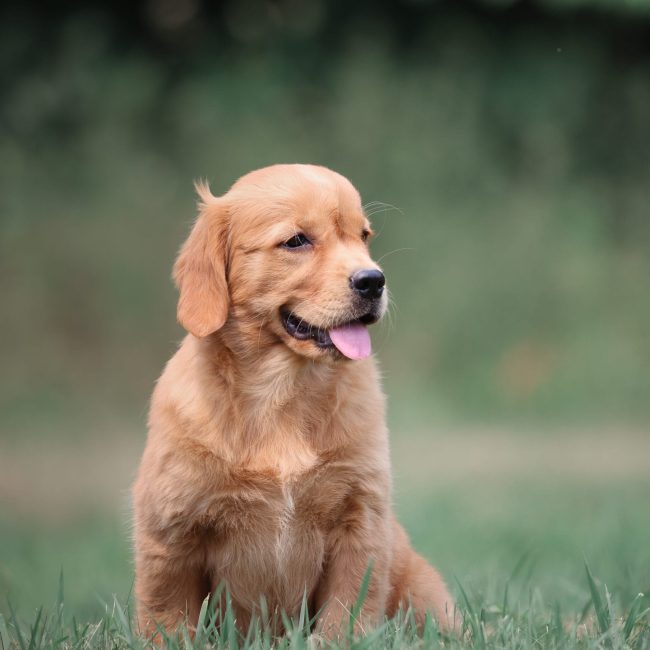 Bella AKC Dark Red Golden Retriever Puppy in Maine Windy Knoll Goldens