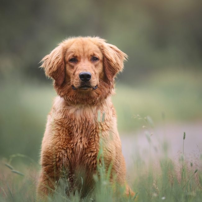 Betty AKC Dark Red Golden Retriever in Maine