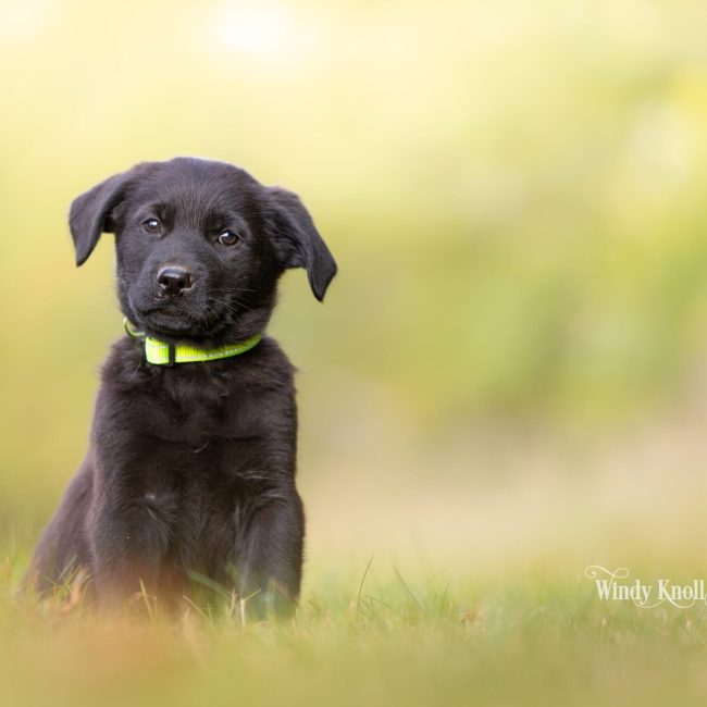 Golden Shepherd puppy